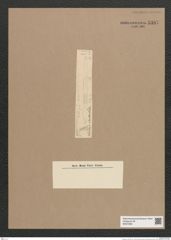Synedra sp. (de-Toni-Nr.: Genus 66) Zeichnungen Sammlung Grunow Nr. 5387 (NHMW-BOT-W0373851)